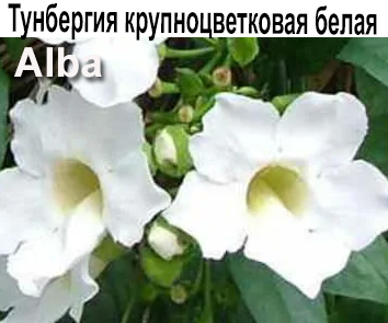 Тунбергия Alba