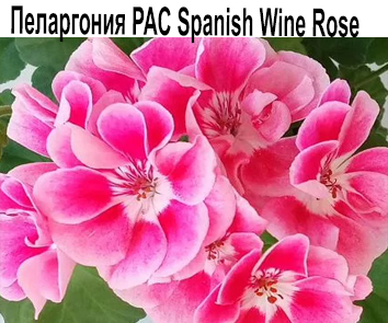 Пеларгония зональная PAC Spanish Wine Rose